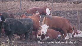 High Quality Beef Feedlots (English)