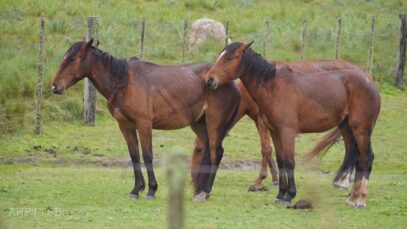 Horsemeat from torturous production: Slaughterhouse Clay, Uruguay