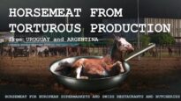 Horsemeat from torturous production in South America Part 2 /2017
