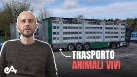 Il presidente di Essere Animali risponde a TUTTE le vostre domande sui trasporti di animali vivi