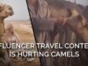 Influencer Travel Content Is Hurting Camels