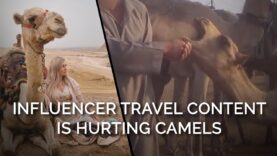Influencer Travel Content Is Hurting Camels