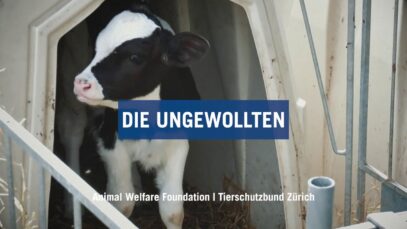 Kälbertransporte: Die Ungewollten