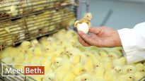 Life of an Egg Laying Hen