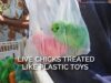 Live Chicks Treated Like Plastic Toys