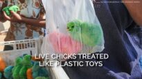 Live Chicks Treated Like Plastic Toys