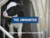 Long-distance Transport of Calves: The Unwanted