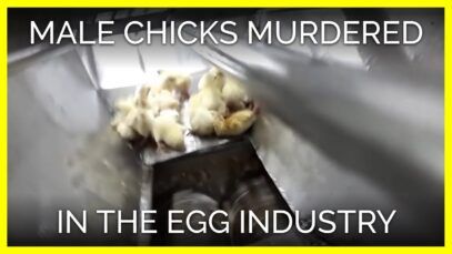 Male Chicks Are the Forgotten Victims of the Egg Industry