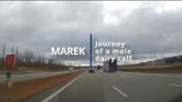 Marek: Journey of a male dairy calf