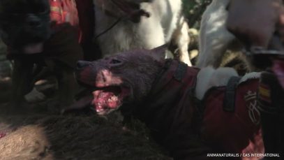 Monterías: la caza con perros al descubierto