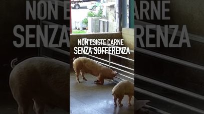 Non esiste carne senza soffereza
