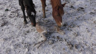 North American Horsemeat from Torturous Production
