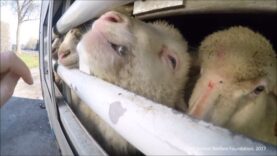 Pasqua 2017:  Trasporto di agnelli non svezzati dalla Polonia all’Italia