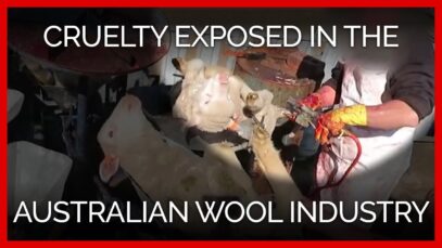 PETA Asia’s Latest Findings of Cruelty in the Australian Wool Industry