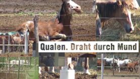 Pferdefleisch aus Qualproduktion: Schlachthof Lamar, Argentinien