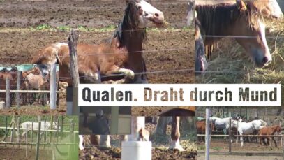 Pferdefleisch aus Qualproduktion: Schlachthof Lamar, Argentinien