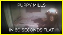 Puppy Mills in 60 Seconds | PETA LAMBS