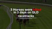 Queensland horse racing deaths – 3 in 3 days