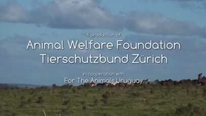 Report “The blood business” by Animal Welfare Foundation and Tierschutzbund Zürich