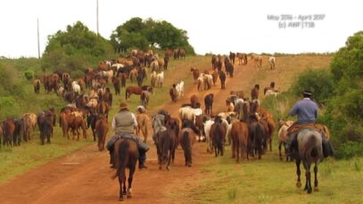 Reportage “Das Blutgeschäft” von Animal Welfare Foundation und Tierschutzbund Zürich