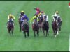 River Night killed at Caulfield