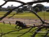 ‘The Fall of Scouting’ – Pakenham Racetrack, Saturday 16th July 2011