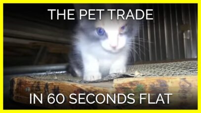 The Pet Trade in 60 Seconds Flat