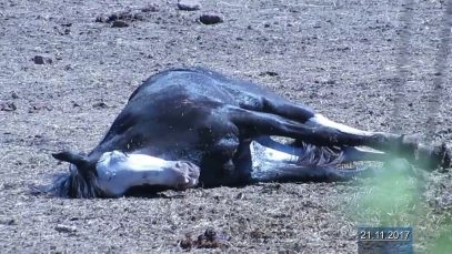 The torturous business with Horsemeat from South America