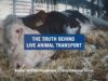 The truth behind live animal transport