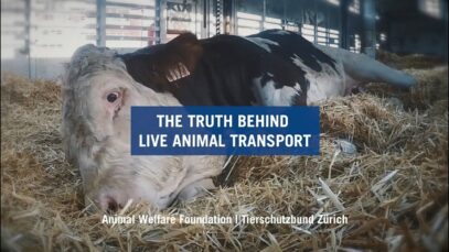 The truth behind live animal transport