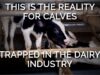 This Is the Reality for Calves Trapped in the Dairy Industry