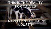 This Is the Reality for Calves Trapped in the Dairy Industry