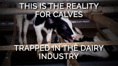 This Is the Reality for Calves Trapped in the Dairy Industry