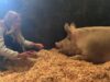This pig beat the odds and influenced a butcher to have a change of ❤️!