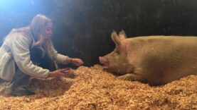 This pig beat the odds and influenced a butcher to have a change of ❤️!