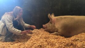 This pig beat the odds and influenced a butcher to have a change of ❤️!
