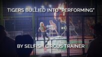 Tigers Bullied into “Performing” by Selfish Circus Trainer
