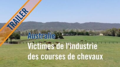 Trailer: Australie: Victimes de l’industrie des courses de chevaux