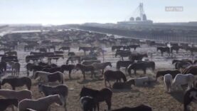Trailer: Pferdefleisch aus Qualproduktion in Nordamerika