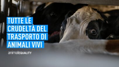 Tutte le crudeltà del trasporto di animali vivi: fermiamoli insieme