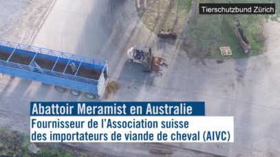 Viande chevaline d’Australie: Trailer