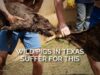 Wild Pigs in Texas Suffer for This