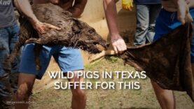 Wild Pigs in Texas Suffer for This