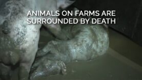 Animals on Farms Are Surrounded by Death