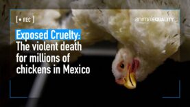 Bred to Suffer: The Life of Chickens on Factory Farms