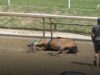 Exclusive Footage: Fatal Fall At Churchill Downs
