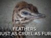 Feathers Are Just as Cruel as Fur