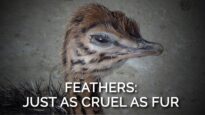 Feathers Are Just as Cruel as Fur