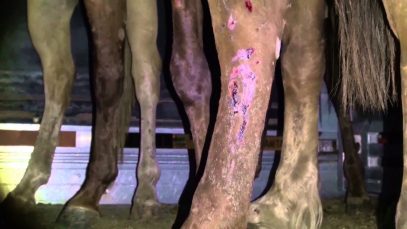 Horse Meat from torturous production – Report by TSB Zürich and AWF Germany