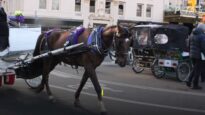 How Horses Used for Carriages in NYC Really Live